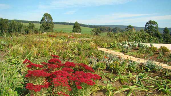 Photo taken on 2 May 2012  of the established Bio-Diverse Green Roof Ixopo