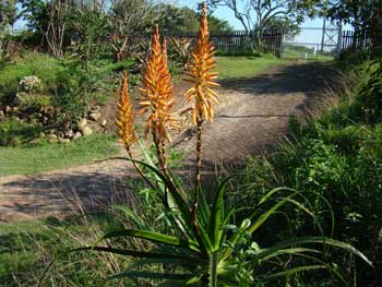 Aloe Pluridens