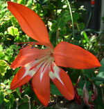Gladiolus cruentus a floral gem gladiolus cruentus