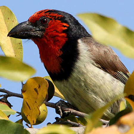 black collard barbet logo ecoman durban
