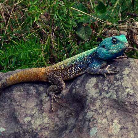 Agama Atricollis blue headed tree agama