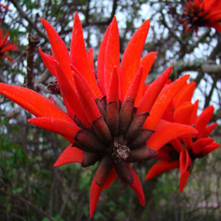 erythrina lysistemon  logo ecoman durban