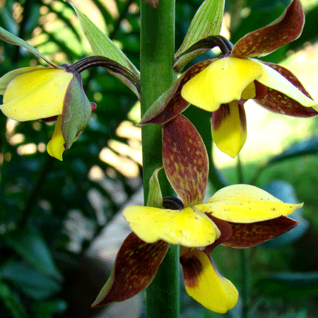 eulophia streptapetala