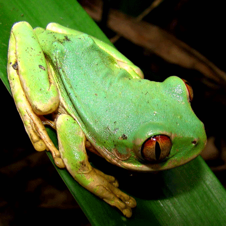 leptopelis natalensis