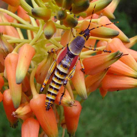 zonocerus elegans on aloe cooperii