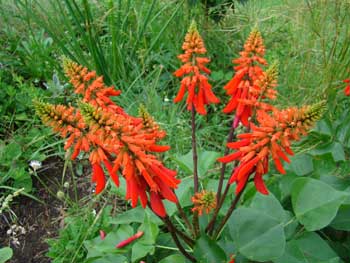 Erythrina humeana indigenous garden plant