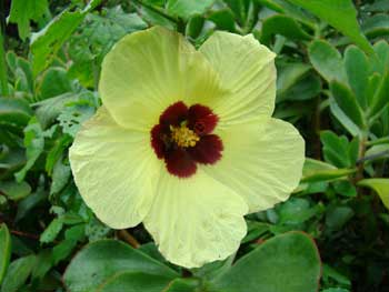 Hibiscus calyphyllus indigenous garden plant