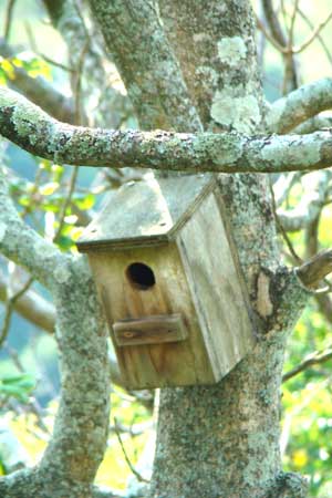 bird nest box in indigenous garden