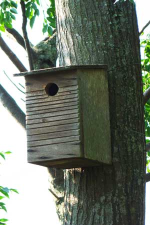 bird nest box in indigenous garden ecoman durban