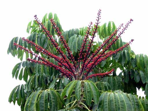 schefflera actinophylla invasive alien weed schefflera actinophylla