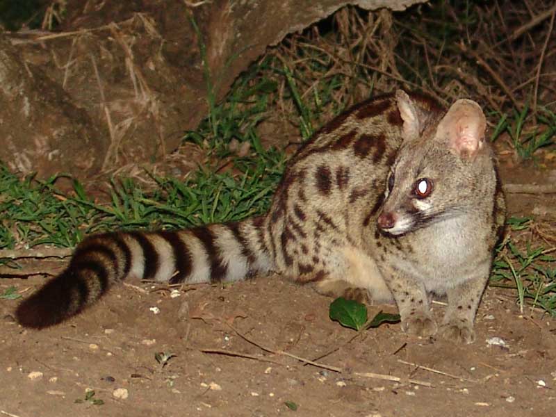 large spotted genet